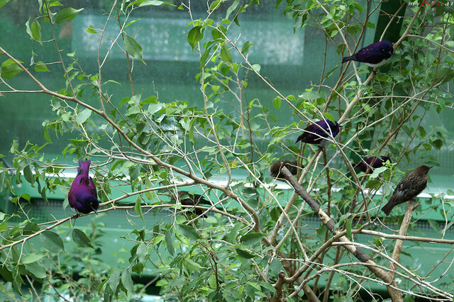 Vögel im Tropenhaus im Fotoalbum Haus des Meeres - Aqua Terra Zoo