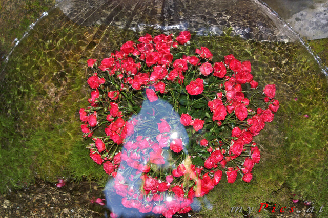 Blumen im Wasserbrunnen im Fotoalbum Schloss Hellbrunn