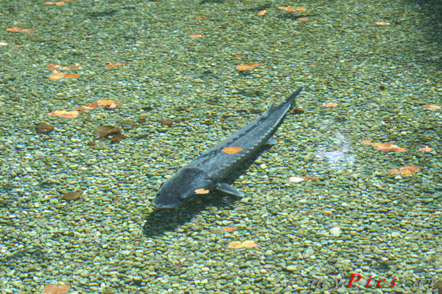 Fisch im Weiher im Fotoalbum Schloss Hellbrunn