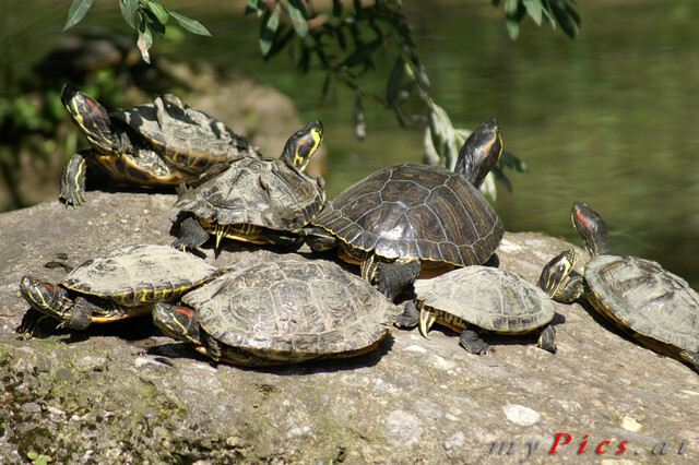 Schildkröten Ansammlung im Fotoalbum Zoo Salzburg (Hellbrunn)
