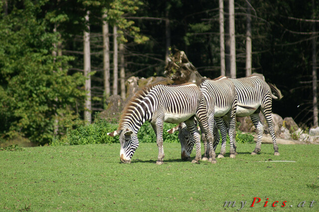 Grevy-Zebras im Fotoalbum Zoo Salzburg (Hellbrunn)