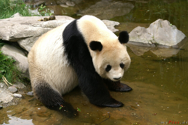Großer Panda im Fotoalbum Große Pandabären