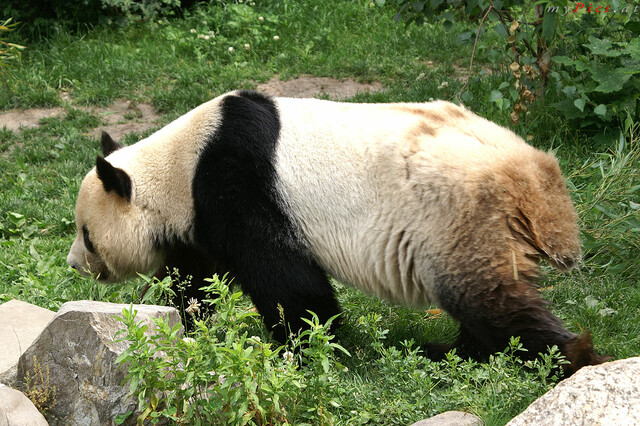 Panda im Fotoalbum Große Pandabären