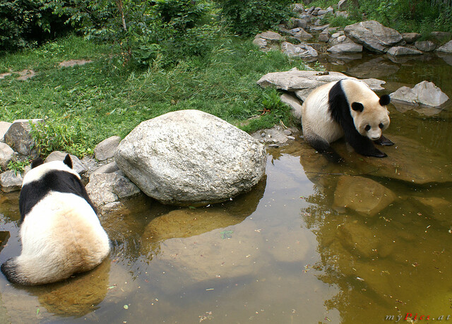 Pandabären im Fotoalbum Große Pandabären