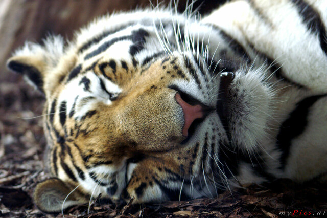 Schlafender Sibirischer Tiger im Fotoalbum Großkatzen