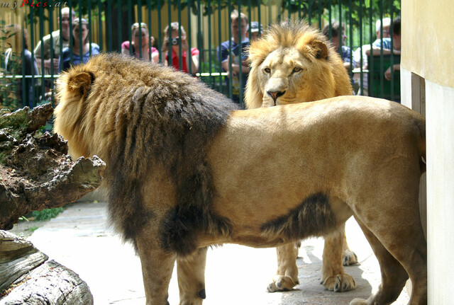 Löwen im Fotoalbum Großkatzen