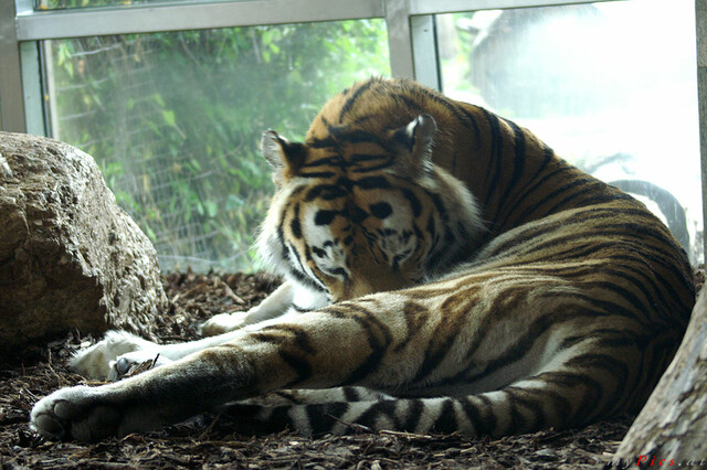 Sibirischer Tiger im Fotoalbum Großkatzen