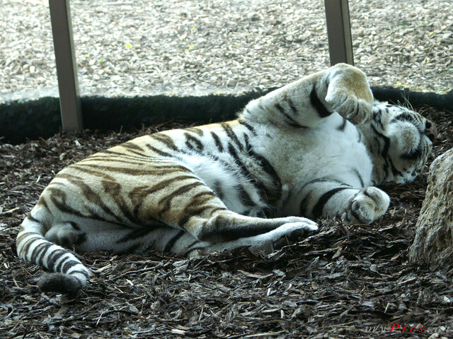 Sibirischer Tiger Foto 3967 im Fotoalbum Großkatzen
