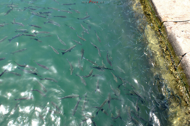 Fische im Hafenbecken im Fotoalbum Port Vell