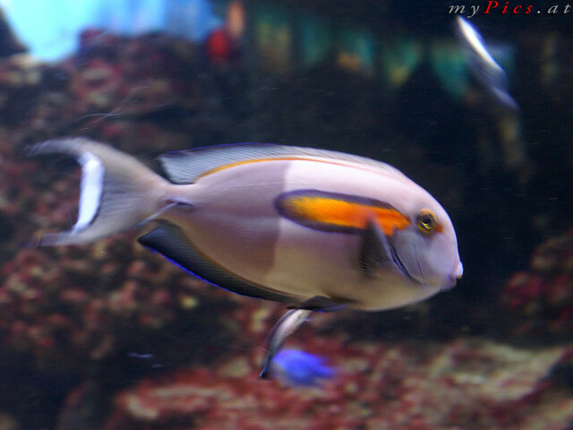 Farbenfroher Fische im Fotoalbum L ' Aquarium de Barcelona