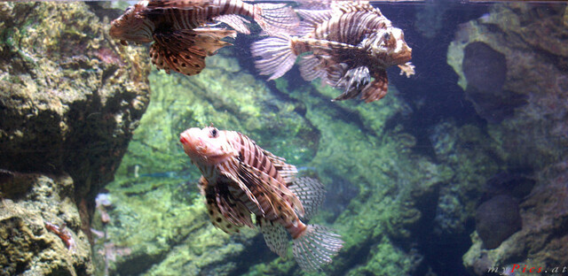 Aquarium Fische im Fotoalbum L ' Aquarium de Barcelona