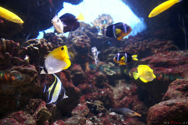 Fische im Fotoalbum L ' Aquarium de Barcelona