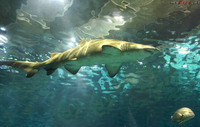 Fisch und Hai im Fotoalbum L ' Aquarium de Barcelona