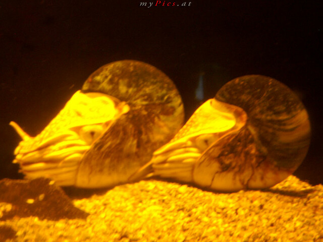 Nautilus im Fotoalbum L ' Aquarium de Barcelona