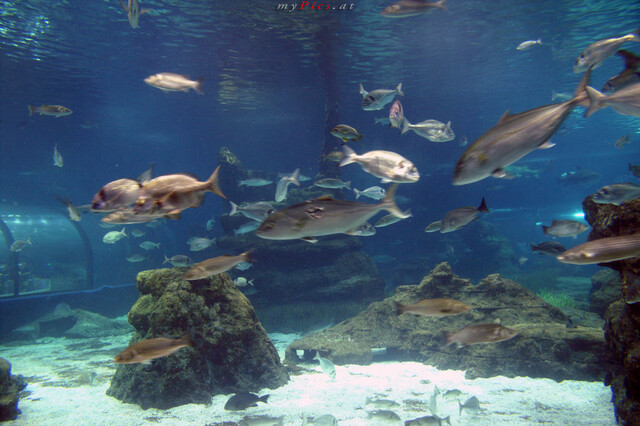 Verletzter Fisch im Fotoalbum L ' Aquarium de Barcelona