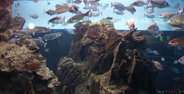 Viele Fische im Fotoalbum L ' Aquarium de Barcelona