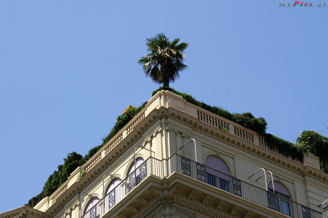 Palme auf dem Dach im Fotoalbum Gotische Viertel