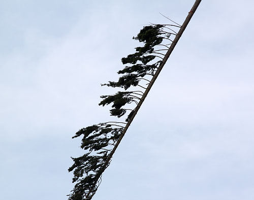 Fliegender Baum Fliegender Baum