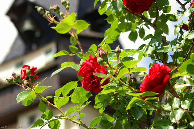 Rosen vor dem Uhrturm im Fotoalbum Grazer Schloßberg Fotos