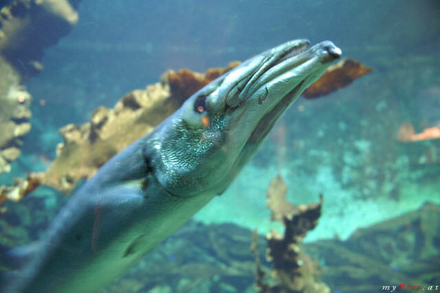 Großer Barrakuda im Fotoalbum Haus des Meeres - Aqua Terra Zoo