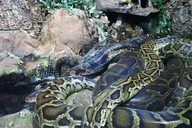Riesenschlangen im Fotoalbum Haus des Meeres - Aqua Terra Zoo