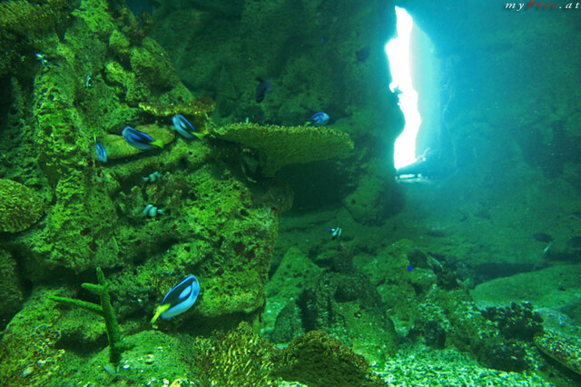 Aquarium im Haus des Meeres im Fotoalbum Haus des Meeres - Aqua Terra Zoo