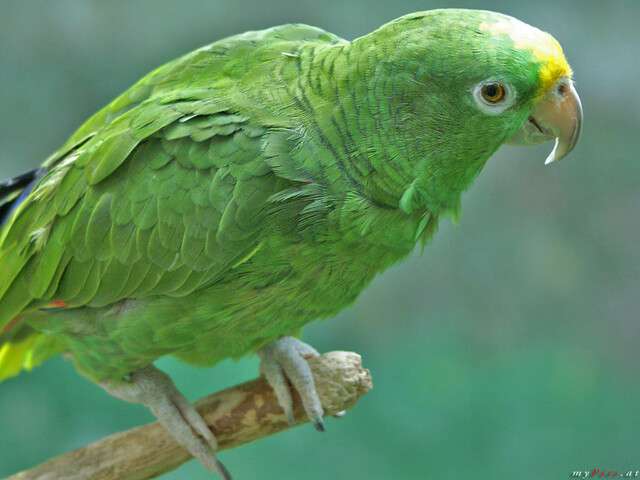 Papagei im Fotoalbum Haus des Meeres - Aqua Terra Zoo