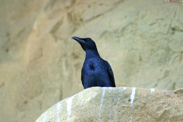 Blauer Vogel im Tropenhaus im Fotoalbum Haus des Meeres - Aqua Terra Zoo