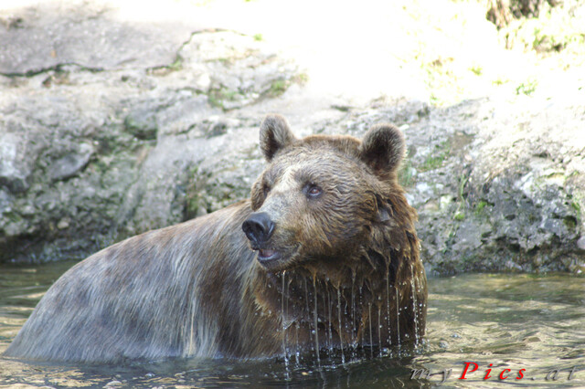 Braunbär im Wasser im Fotoalbum Zoo Salzburg (Hellbrunn)