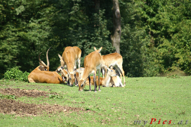 Litschi-Wasserbock Herde im Fotoalbum Zoo Salzburg (Hellbrunn)