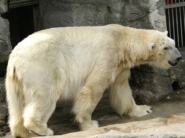 Eisbär 3936 im Fotoalbum Eisbären