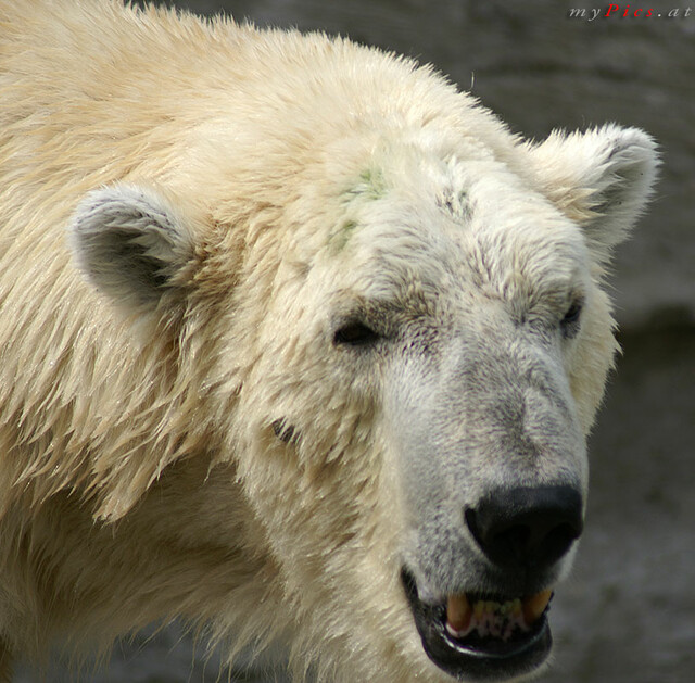 Eisbär im Fotoalbum Eisbären