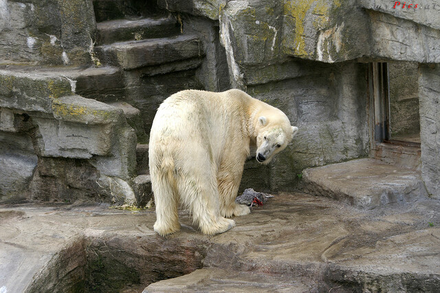 Eisbär 4227 im Fotoalbum Eisbären