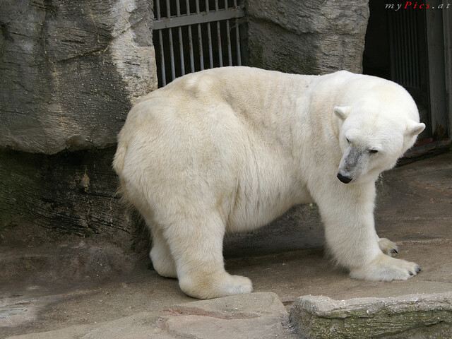Eisbär 4233 im Fotoalbum Eisbären