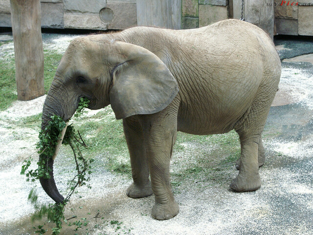 Afrikanischer Elefant im Fotoalbum Elefanten