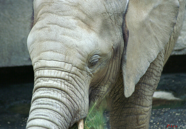 Elefant  Mongu im Fotoalbum Elefanten