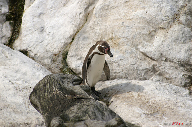 Humboldt Pinguin im Fotoalbum Tiergarten Schönbrunn & Schloss Schönbrunn Fotos