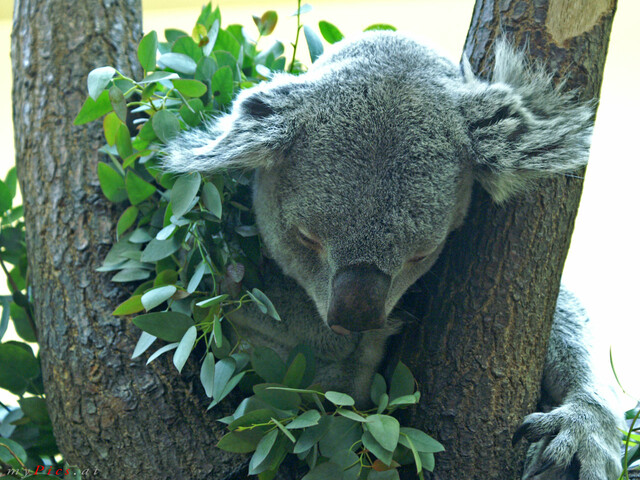 Koala im Fotoalbum Tiergarten Schönbrunn & Schloss Schönbrunn Fotos