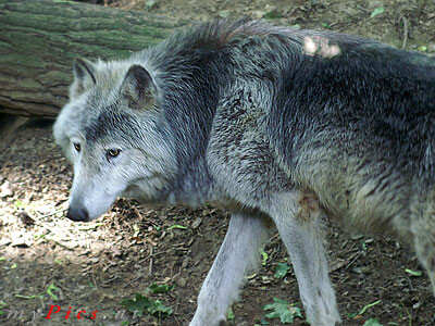 Wolf im Fotoalbum Tiergarten Schönbrunn & Schloss Schönbrunn Fotos
