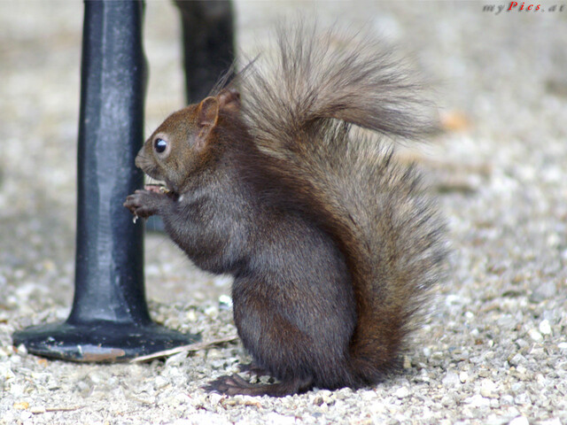 Schwarzes Eichhörnchen vor Parkbank im Fotoalbum Eichhörnchen