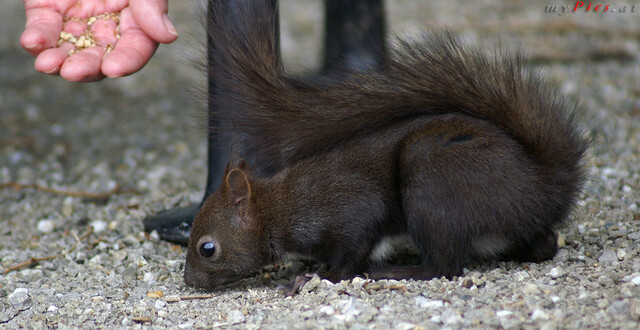 Schwarzes Eichhörnchen im Fotoalbum Eichhörnchen