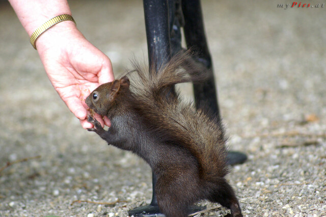 Schwarzes Eichhörnchen und die Hand im Fotoalbum Eichhörnchen