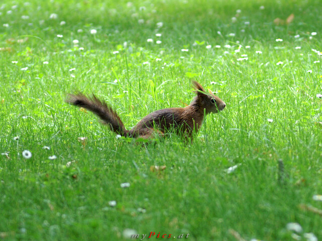 Eichhörnchen 4102 im Fotoalbum Eichhörnchen