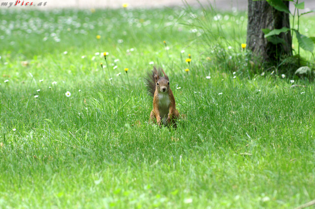 Eichhörnchen 4108 im Fotoalbum Eichhörnchen