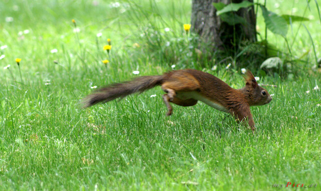 Eichhörnchen 4109 im Fotoalbum Eichhörnchen