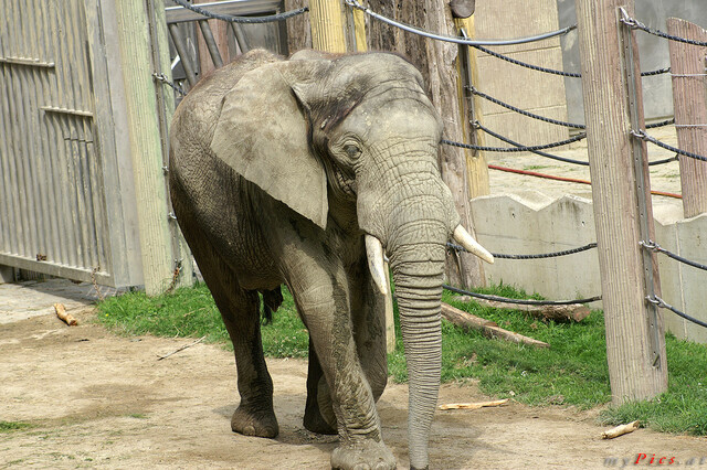 Afrikanischer Elefant im Zoo Schönbrunn im Fotoalbum Elefanten