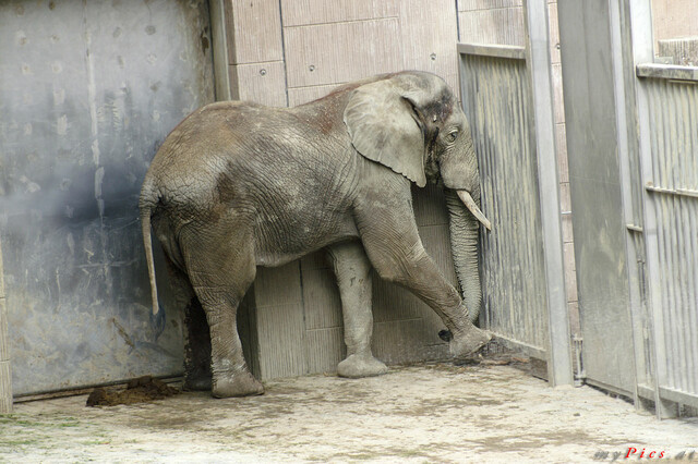Mongu im Fotoalbum Elefanten