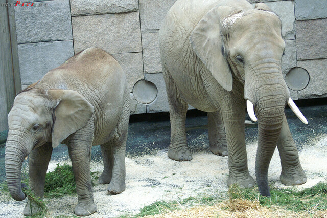 Elefanten bei der Fütterung im Fotoalbum Elefanten