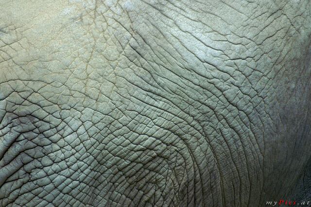 Elefantenhaut im Fotoalbum Elefanten