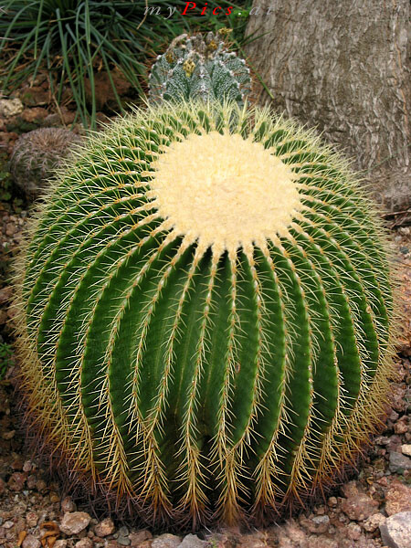 Großer Kaktus im Fotoalbum Wüstenhaus im Park Schönbrunn